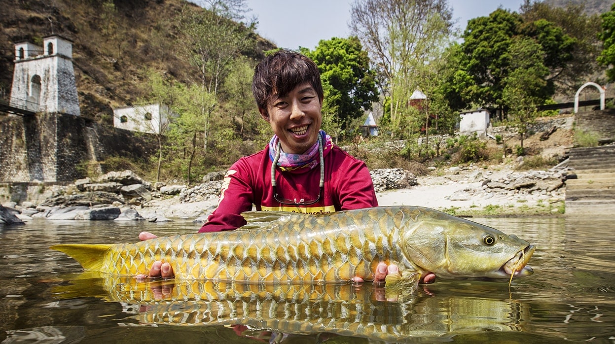 Golden Mahseer